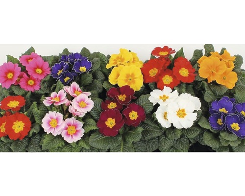 Fleurs de primevère multicolores avec des feuilles vertes