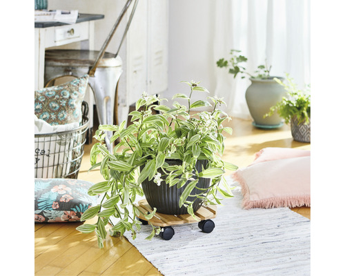 Dekorative Zimmerpflanze im Topf auf Pflanzenroller in einem hellen Raum.