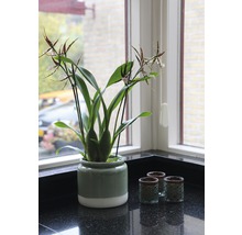 Orchidée araignée FloraSelf Brassia Hybride 'Sherlob Tolkien' h 55-70 cm pot Ø 12 cm 2 panicules
