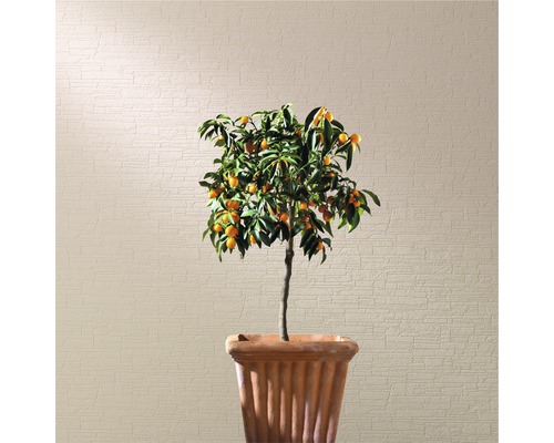 Kumquatbaum im Topf