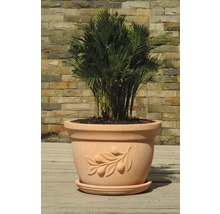 Plante d''intérieur dans un pot de fleurs en terre cuite avec décor branche d''olivier