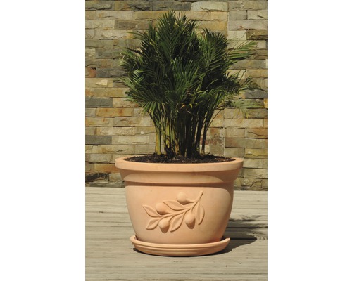 Plante d''intérieur dans un pot de fleurs en terre cuite avec décor branche d''olivier