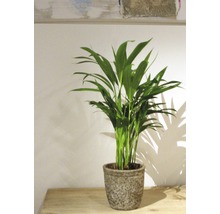 Palmiste multipliant FloraSelf Dypsis lutescens H 40-60 cm pot de 12 cm de Ø-thumb-1