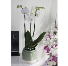 Orchidée papillon FloraSelf Phalaenopsis Hybride 'Ghost Town' h 55-70 cm pot Ø 12 cm 3 panicules blanc-thumb-2