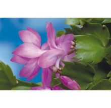 Fleur d''une plante de cactus de Noël