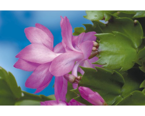 Fleur d''une plante de cactus de Noël