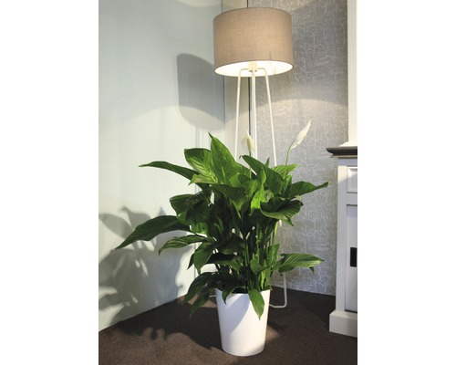 Friedenslilie in weißem Topf neben Stehlampe