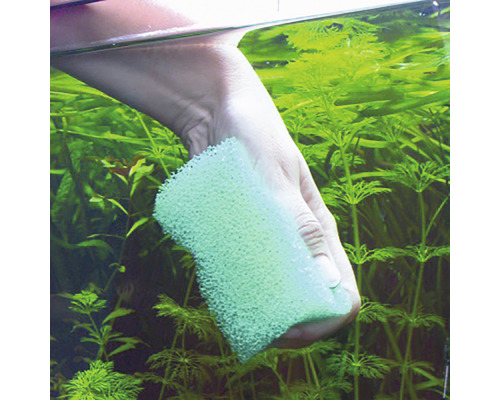 Aquariumreinigung mit einem Reinigungsschwamm