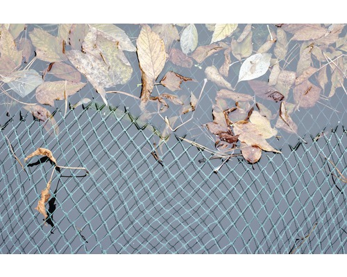 Feuilles sur un filet de bassin