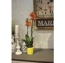 Schmetterlingsorchidee FloraSelf Phalaenopsis multiflora 'Surfsong' H 55-70 cm Ø 12 cm Topf 2 Rispen