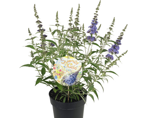 Arbre à papillons dans un pot avec l''étiquette Été pour les enfants