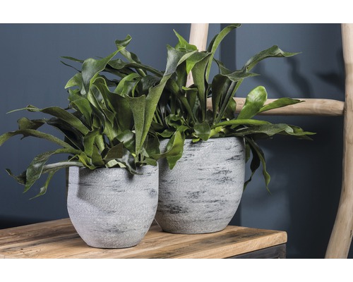 Zwei graue Pflanzgefäße mit Geweihfarn auf einem Tisch