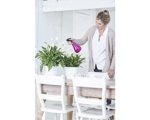 Frau giesst Zimmerpflanzen mit einer Sprühflasche auf einem Tisch.