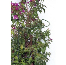 Tuteur buisson et arbuste 35 x 40 cm, vert-thumb-3