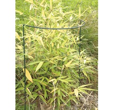 Tuteur buisson et arbuste 35 x 40 cm, vert-thumb-1