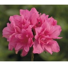 Azalée du Japon FloraSelf Rhododendron obtusum H 25-30 cm Co 3 L rose-thumb-1