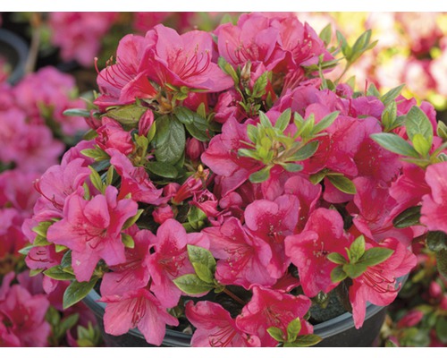 Azaleenstrauch mit pinkfarbenen Blüten und grünen Blättern im Topf