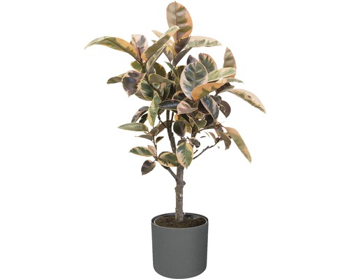 Gummibaum in einem Topf