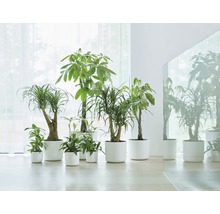 Cache-pot elho b. for soft en plastique Ø 35 h 32 cm blanc