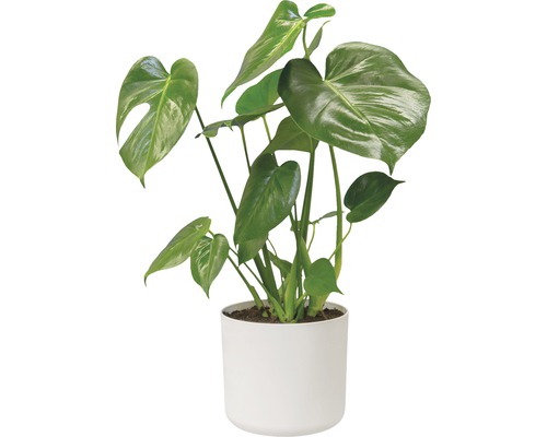 Monstera plante d''intérieur en pot