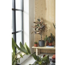 Intérieur lumineux avec diverses plantes d''intérieur sur un banc en bois près d''une fenêtre.