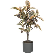 Ficus dans un pot