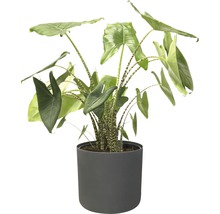 Plante d''intérieur Alocasia en pot
