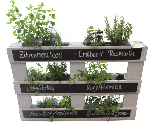 Mehrstöckiges Kräuterregal mit Zitronenmelisse, Erdbeeren, Rosmarin, Liebstöckel, Kugelthymian, Staudenbohnenkraut und Oregano