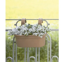 Blumenkasten mit weißen Blüten am Balkongeländer