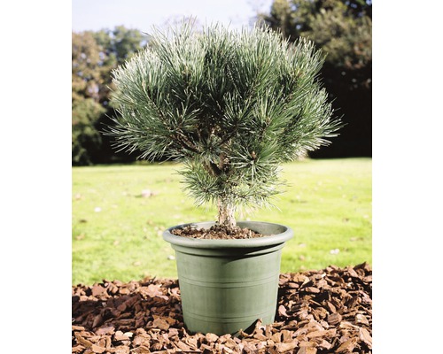 Pin sylvestre bleu FloraSelf Pinus sylvestris 'Watereri' H25-30 cm pot 3,7 l