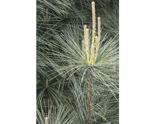 Gros plan sur un pin avec des aiguilles et de jeunes pousses