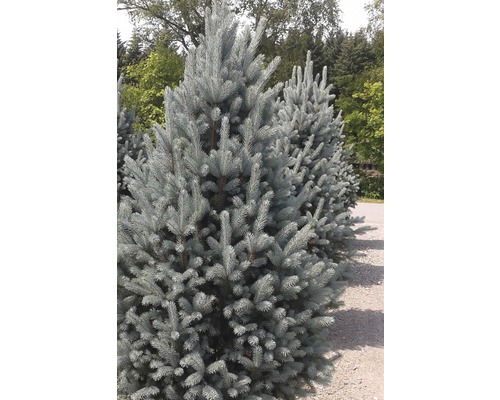 Blaufichte im Aussenbereich