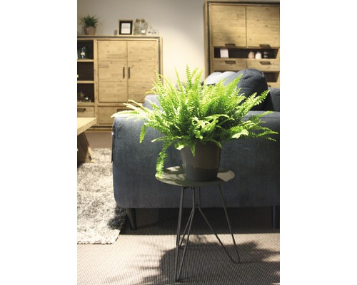 Intérieur avec fougère en pot sur une table d''appoint