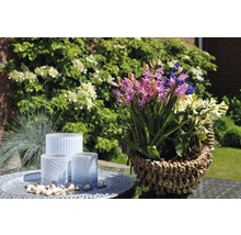 Arrangement floral avec des jacinthes dans un panier à côté de photophores sur une table dans le jardin