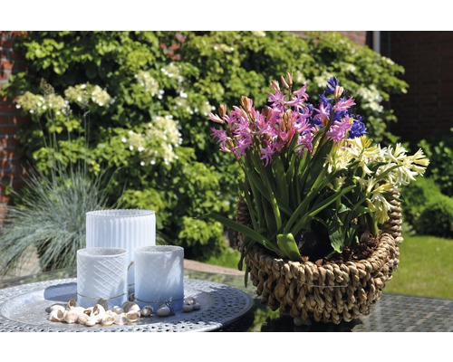 Arrangement floral avec des jacinthes dans un panier à côté de photophores sur une table dans le jardin