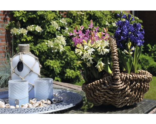 Jacinthes décoratives dans un panier, bouteille et photophores sur une table dans le jardin.