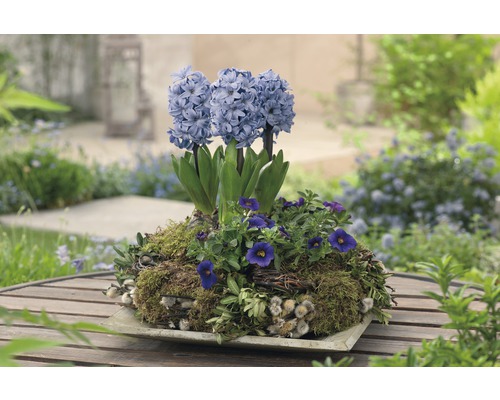 Jacinthes dans une jardinière sur une table de jardin