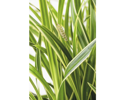 Laîche du Japon FloraSelf Carex morrowii 'Ice Dance' h 5-30 cm Co