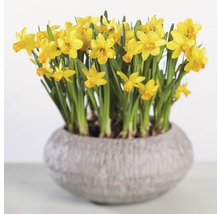 Narcisse jaune, narcisse trompette FloraSelf Narcissus pseudonarcissus 'Tête à Tête' pot Ø 16 cm-thumb-1