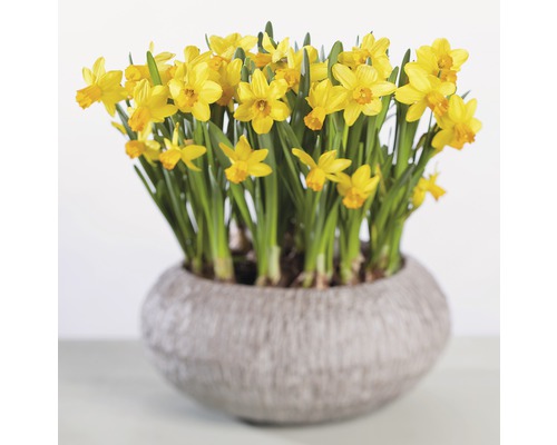 Jonquilles dans un pot