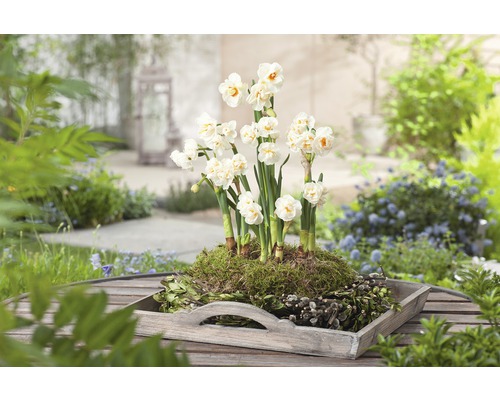 Arrangement avec des jonquilles dans un plateau en bois pour le jardin