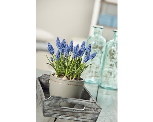 Scène avec une muscari en pot sur un plateau en bois
