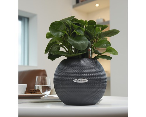 Lechuza Blumentopf mit Pflanze auf Tisch