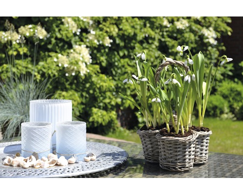 Table dressée avec perce-neige dans des paniers et photophores dans le jardin.