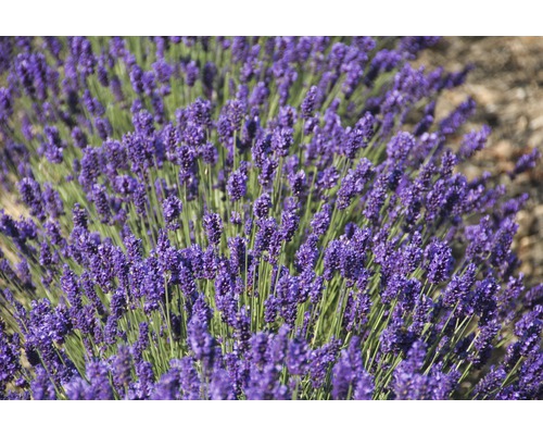 Lavande anglaise FloraSelf Lavandula angustifolia 'Royal Sensation' h 20-30 cm Co 5 l