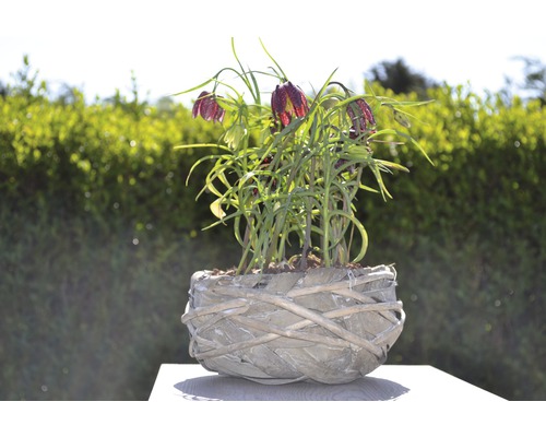 Fritillaires pintades fleuries dans une jardinière