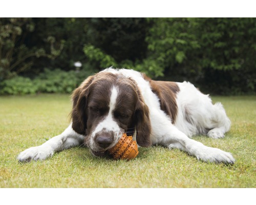 Un chien marron et blanc est allongé sur la pelouse et mâche un jouet.
