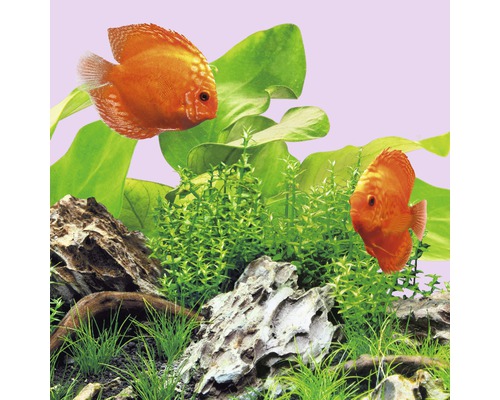 Aquariumdekoration mit Diskusfischen, Pflanzen und Steinen