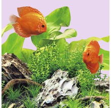 Vue d''aquarium avec poissons-disques, plantes et pierres