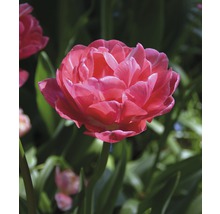 Gros plan d''une tulipe à fleurs doubles dans le jardin